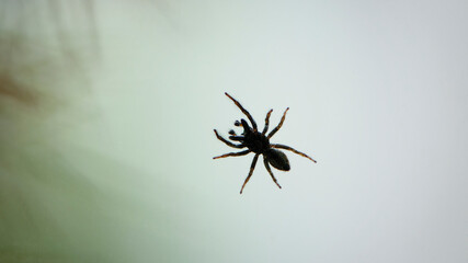 Small spider on a window pane against a light sky background. tiny spider insect. isolated on light. predator on the hunt. macro photo. spider bottom view