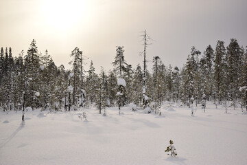 snowy winter forest on a cloudy gray day