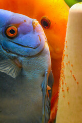Diskusfische beim laichen am Laichkegel im Aquarium.