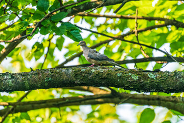 Mourning Dove On Tree Branch