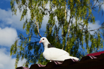 Black and white dove sits on the roof against the back defocused blue sky background with white clouds and green tree