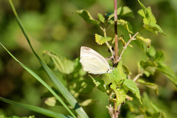 Großer Kohlweißling (Pieris brassicae) auf einer Pflanze.