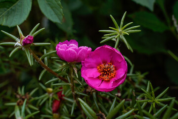 Bright pink portulaca flower. Low-growing, ground cover plant.