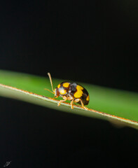 insecto
