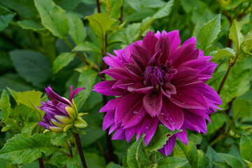 Large purple dahlia flower growing in a garden. Focus on the large flower head with a small flower to the left beginning to bloom. Green leaves in the background.