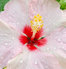 Raindrops on Hibiscus Flower petals