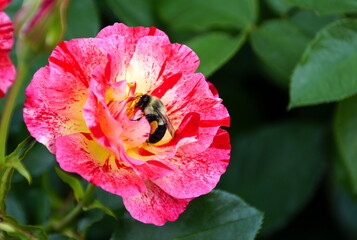 Close-up of a bee pollinating a beautiful bi-color pink rose