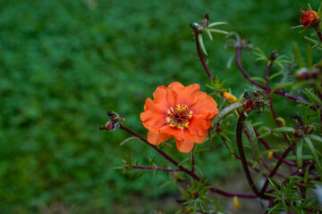Bright orange portulaca flower. Single flower.  