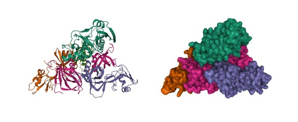 Structure of pertussis toxin, 3D cartoon and Gaussian surface model isolated, subunit id color scheme, based on PDB 1prt, white background