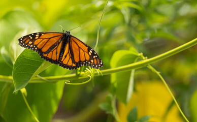 Closeup of an orange and black butterfly on a leaf