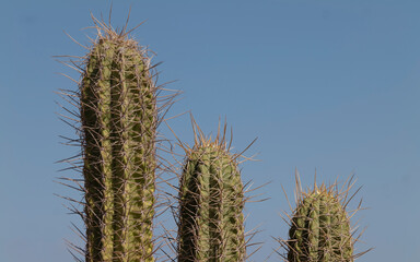 closeup of cactus plants with blue clear sky