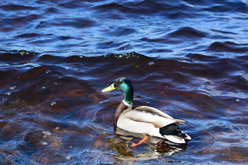 duck's drake on the water