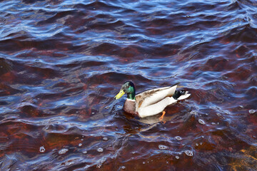 duck's drake on the water