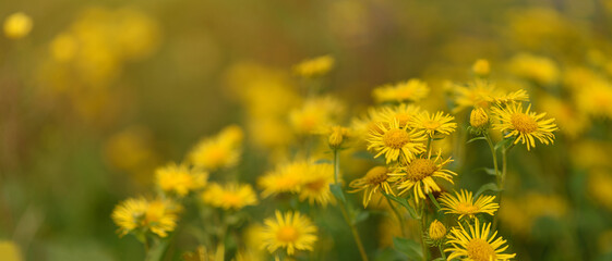 Yellow Dandelion flowers among green grass on a mountain slope on sunny day, close-up view. Natural background with soft copy space