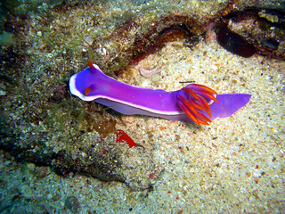 Sea Slug or Nudibranch (Hypselodoris Apolegma) in the filipino sea 15.11.2014