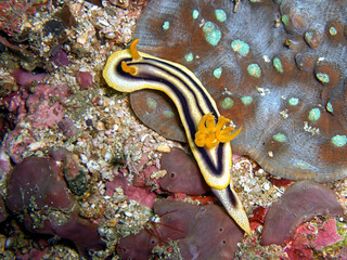 Nudibranch (Chromodoris Joshi) in the filipino sea 27.1.2015