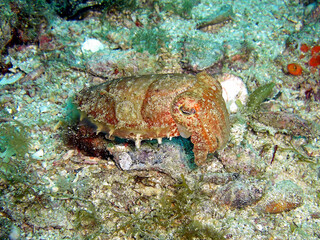 Sepia in the filipino sea 15.11.2014