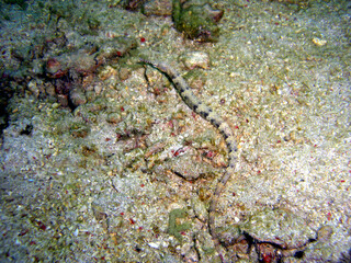 Pipefish (Doryrhamphus) in the filipino sea 8.2.2015