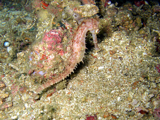 Seahorse in the filipino sea 12.2.2015
