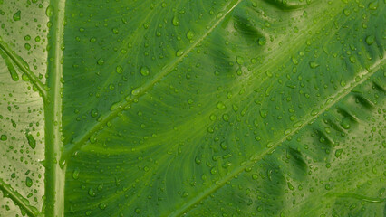 Rain Drops on Fresh Leaves of Great Caladium