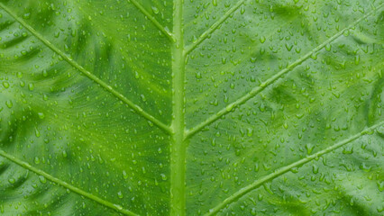 Rain Drops on Fresh Leaves of Great Caladium
