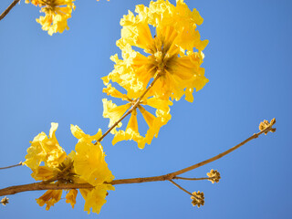 Flor de Ipê Amarelo