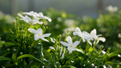 small white flowers with green leaves