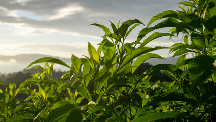 Close-up of fresh green plants with sunlight in the evening