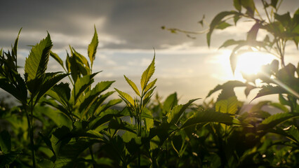 Fototapeta premium Close-up of fresh green plants with sunlight in the evening