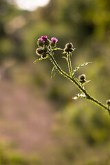Distel im Abendlicht