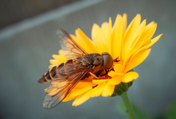 Winged insect on yellow flower close up