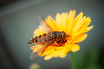 Winged insect on yellow flower close up