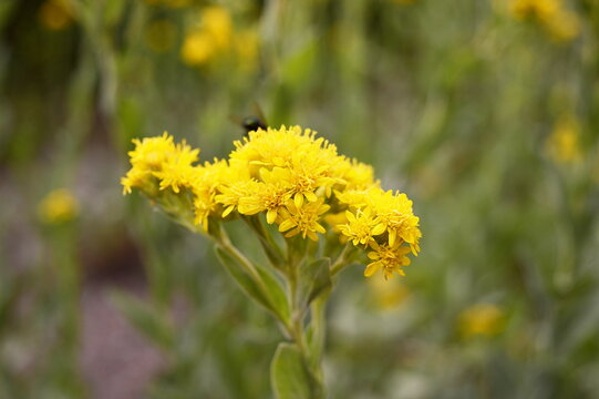 Closeup Solidago rigida known as stiff goldenrod with blurred background in garden