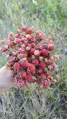 red and yellow flowers