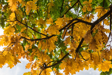 Autumn orange leaves on the branches against the background of the sky. Autumn background of yellow leaves on the branches.