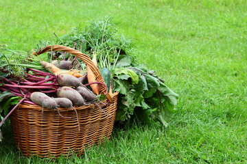 A basket full of fresh vegetables. Organic vegetables grown in the home garden