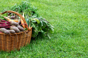 Koszyk pełen świeżych warzyw. Ekologiczne warzywa uprawiane w przydomowym ogródku - obrazy, fototapety, plakaty