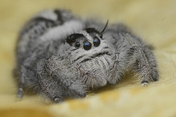 White Jumping Spider 
