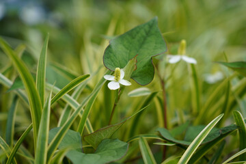 snowdrops in spring