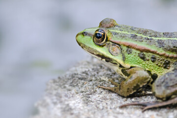 Teichfrosch