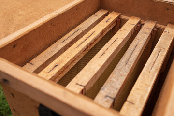 Winged bee slowly flies to beehive collect nectar