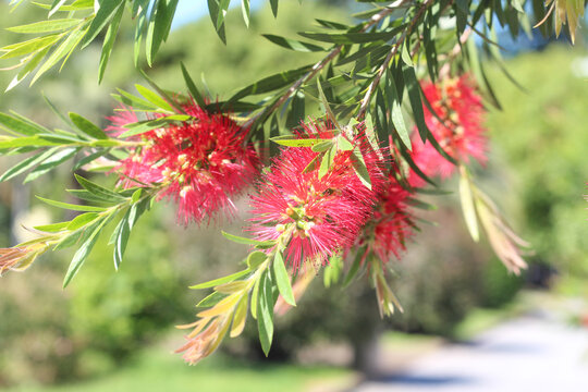 Callistemon plant in bloom on a sunny day in the city. fresh vivid colors