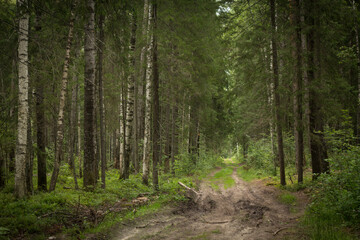 Fototapeta premium a path in the forest among beautiful trees and greenery