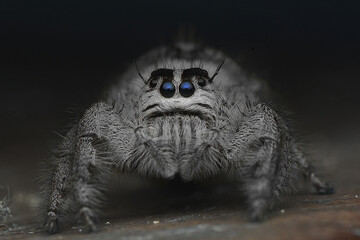 White Jumping Spider 
