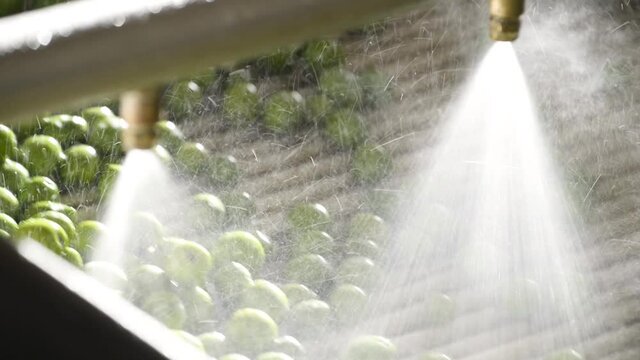 oil processing phase during machining. washing of the olives before milling to obtain olive oil