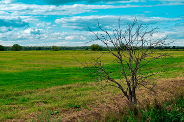 rural landscape, dead tree at the edge of a mown meadow
