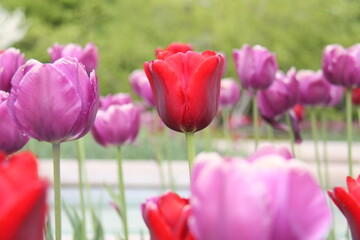 Red tulip in purple field.  Garden Flowers.  Close up Bloom