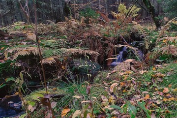 Stream in the autumn forest.