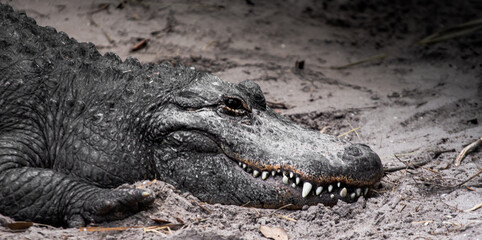Portrait of an Alligator 