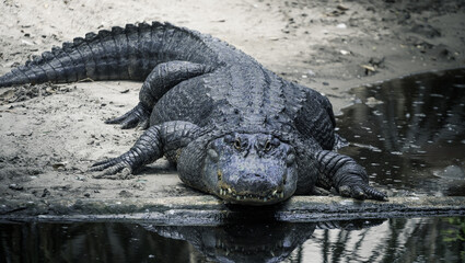 Portrait of an Alligator 